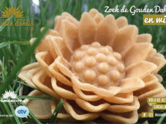 Zoektocht Gouden Dahlia